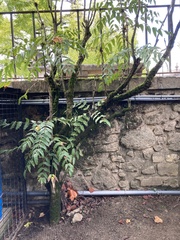 Tracheophyta