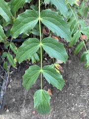 Tracheophyta