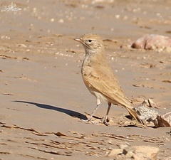 Ammomanes cinctura