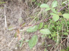 Rubus ulmifolius