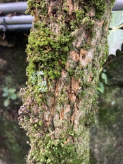 Tracheophyta