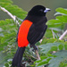 Passerini's Tanager - Photo (c) Jerry Oldenettel, some rights reserved (CC BY-NC-SA)