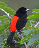 Passerini's Tanager - Photo (c) Jerry Oldenettel, some rights reserved (CC BY-NC-SA)