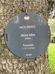 Abies alba