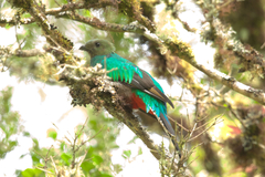 Pharomachrus mocinno