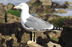 Larus fuscus