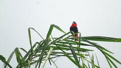 Euplectes franciscanus