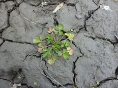 Ranunculus sceleratus