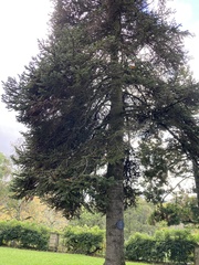 Abies alba