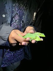 Bronchocela jubata