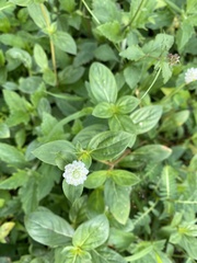 Gomphrena celosioides