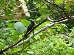 Campylopterus hemileucurus