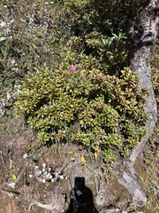 Geranium procurrens