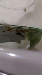 Neocaridina davidi
