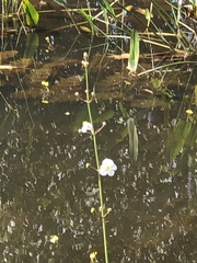 Sagittaria graminea