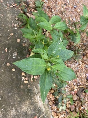 Synedrella nodiflora