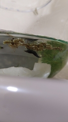 Neocaridina davidi