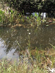 Sagittaria graminea
