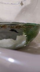Neocaridina davidi