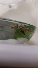 Neocaridina davidi