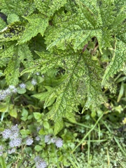 Girardinia diversifolia