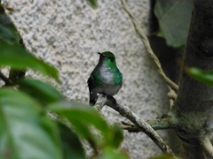 Microchera cupreiceps