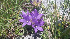 Edraianthus tenuifolius