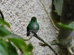 Microchera cupreiceps