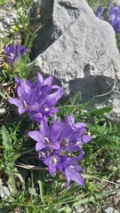 Edraianthus tenuifolius