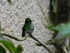 Microchera cupreiceps