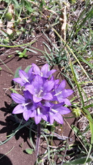 Edraianthus tenuifolius