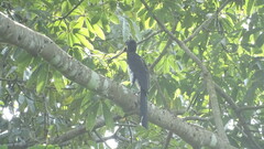 Lophoceros fasciatus