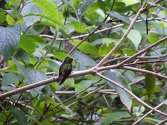 Microchera cupreiceps