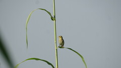 Ploceus