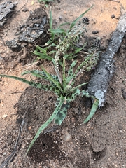 Ledebouria inquinata