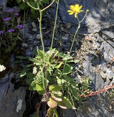 Hieracium murorum