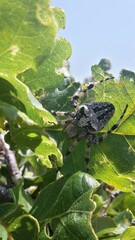 Araneus circe