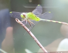 Erythemis vesiculosa