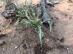 Ledebouria inquinata