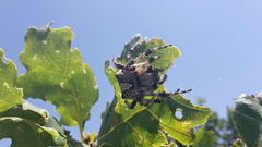 Araneus circe