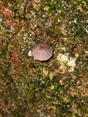 Mycena pseudocorticola