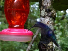 Campylopterus hemileucurus