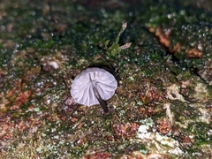 Mycena pseudocorticola