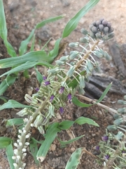 Ledebouria inquinata