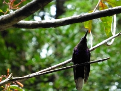 Campylopterus hemileucurus