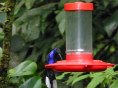 Campylopterus hemileucurus