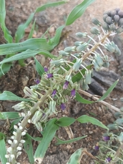 Ledebouria inquinata