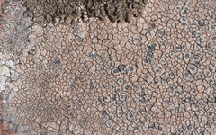 Immersaria athroocarpa