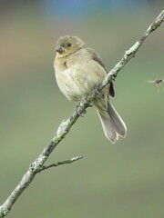 Sporophila caerulescens