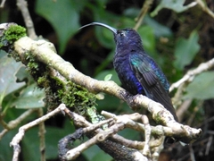 Campylopterus hemileucurus